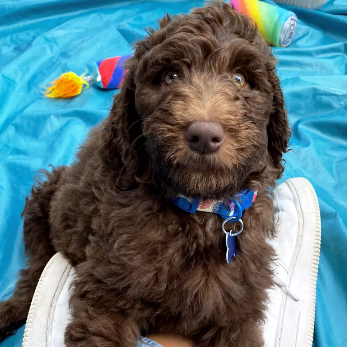 Dark brown, curly coated puppy.