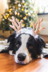 Border collie pup with deer antlers on.