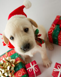 Cute white lab puppy in a santa hat.
