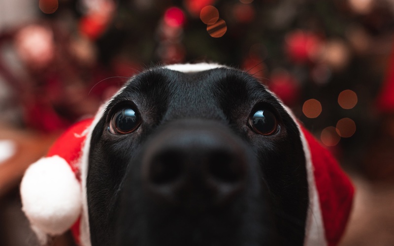 Sharing the Joy: How to Include Your Dog in Christmas Traditions