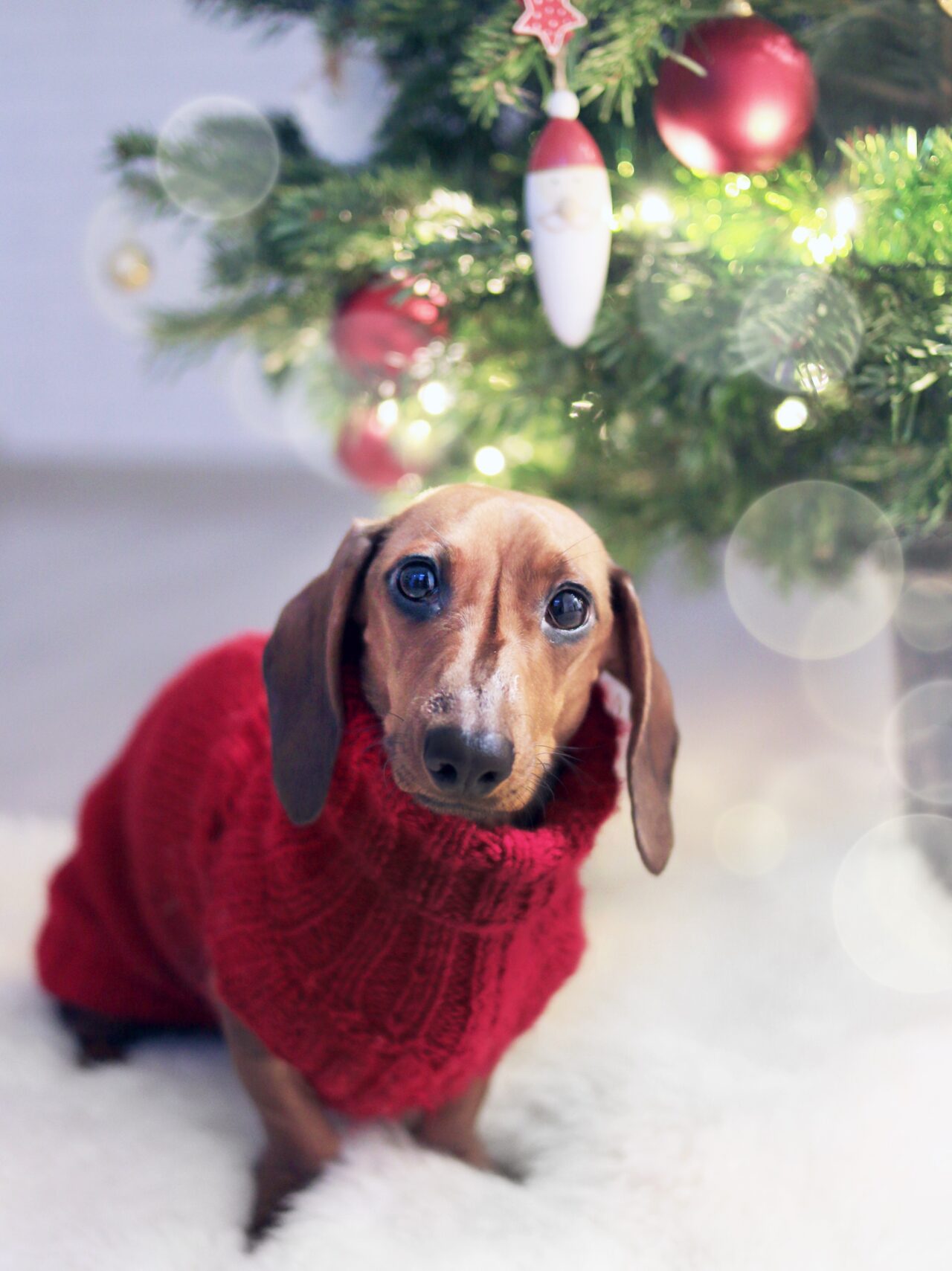 10 Holiday Photo Ideas with Your Dog