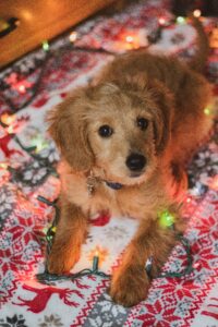 Golden rechiever puppy with christmas lights.