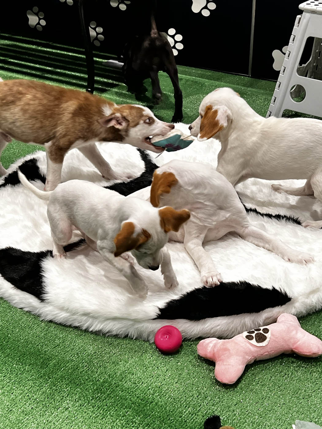 An adorable puppy on a black and white rug at a Puppy Love event.