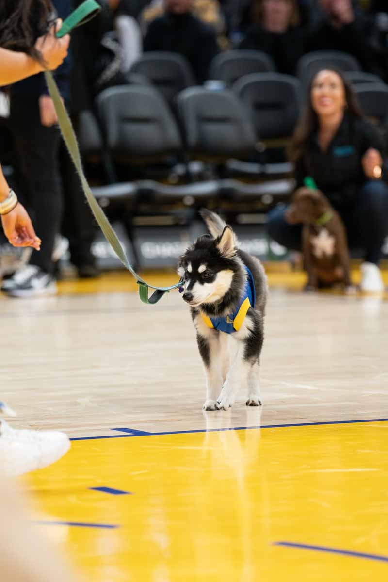 Warriors and Wagging Tails