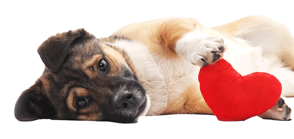 Puppy Love™ - cute puppies are our specialty.