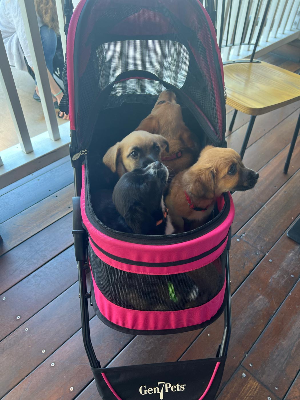 Cute little puppies sitting in a stroller during a Puppy Love experience - feel the benefits for yourself today!