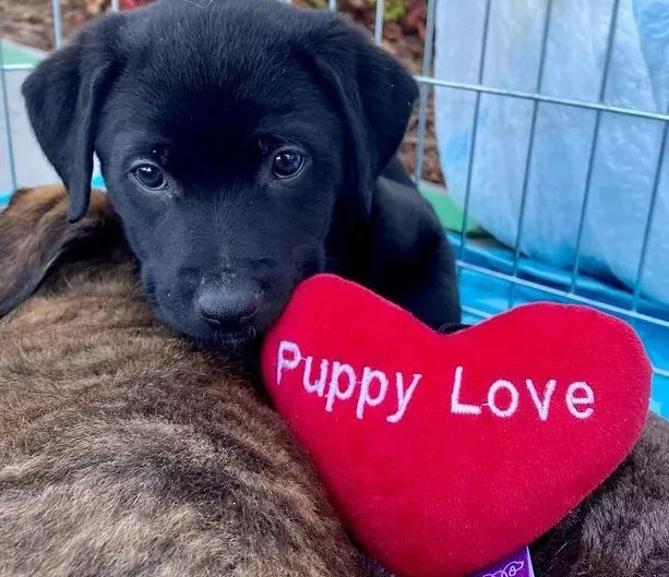 Puppy Love™ - puppy with a heart.