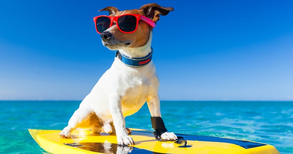 The cutest dog chilling in the water during a hot summer day - learn fun activities to do with Puppy Love.