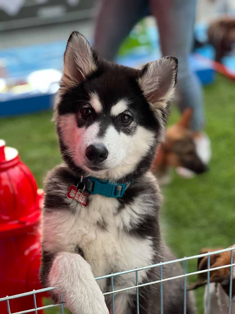 An adorable baby husky ready to be loved at a sporting event.