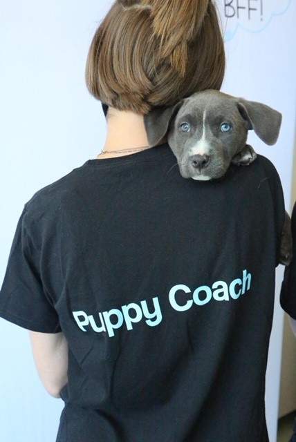 Puppy coach with Puppy Love.