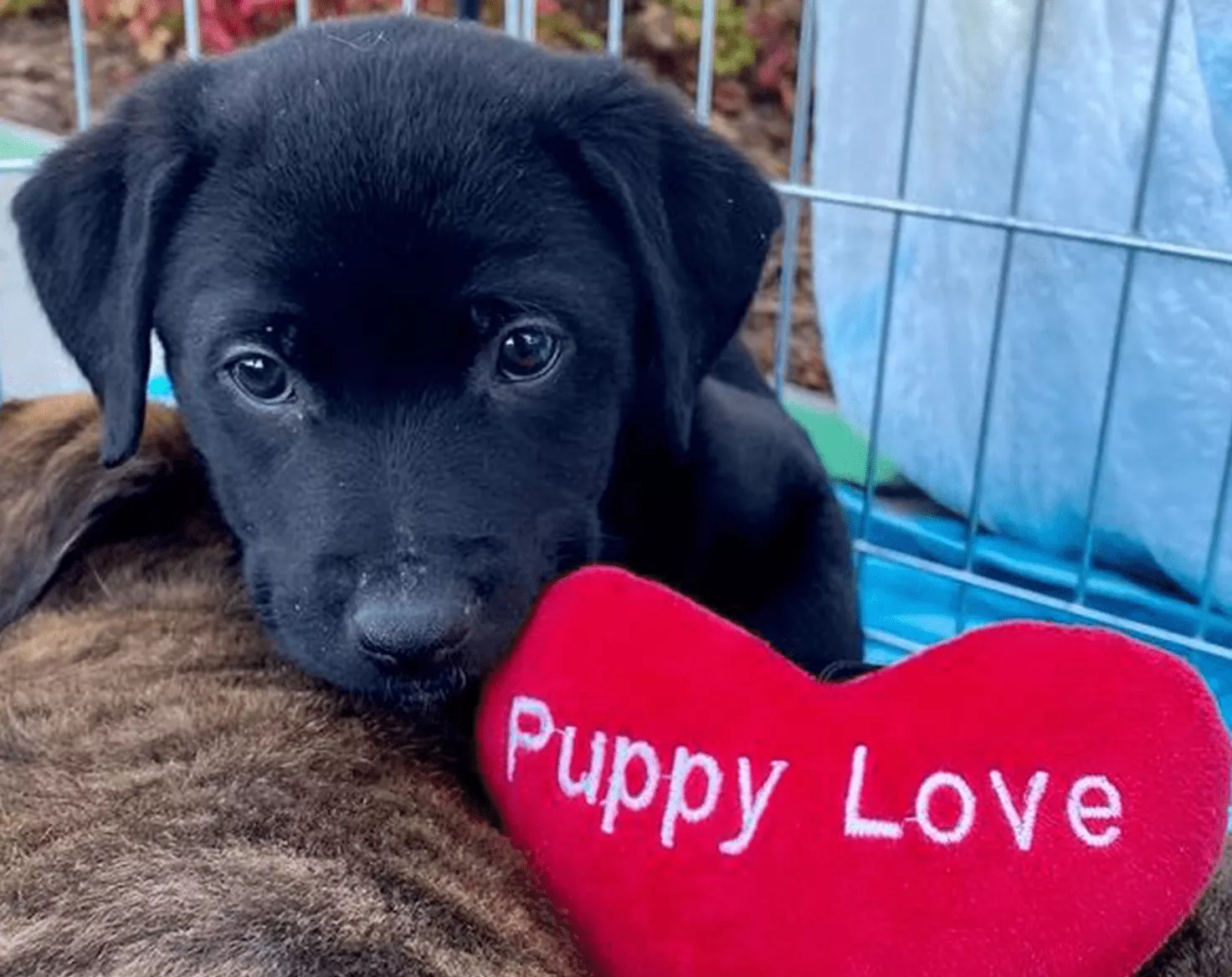 Puppy Love™ Denver Testimonial by Bryan, Gilead