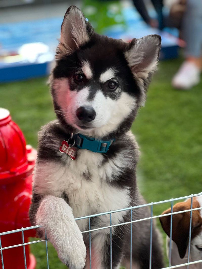 Puppy Love™ Denver Testimonial by Warriors, Sponsorships