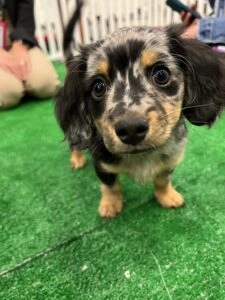 Pure Joy At A Gainsight Pulse 2022 2 A black and brown puppy.