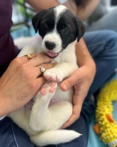 Cute black and white puppy.