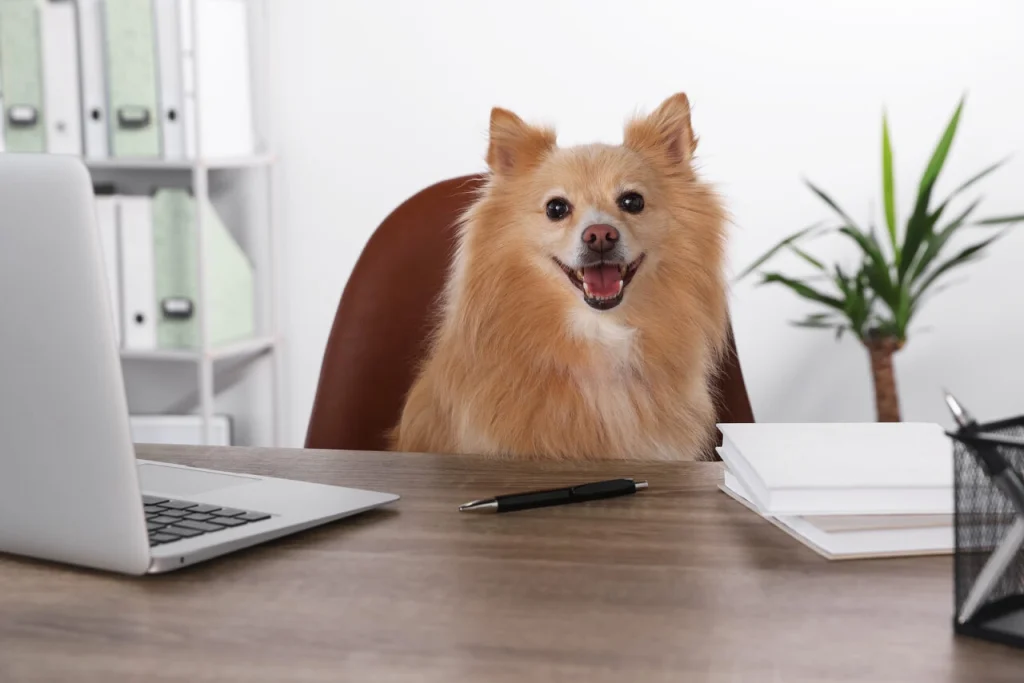 bigstock-Cute-Pomeranian-Spitz-Dog-At-T-462758807-1280x854 (1) Don’t Make These Corporate Wellness Mistakes