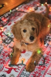 10 Holiday Photo Ideas With Your Dog 1 Golden retriever puppy with christmas lights.