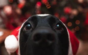Sharing the joy: how to include your dog in christmas traditions