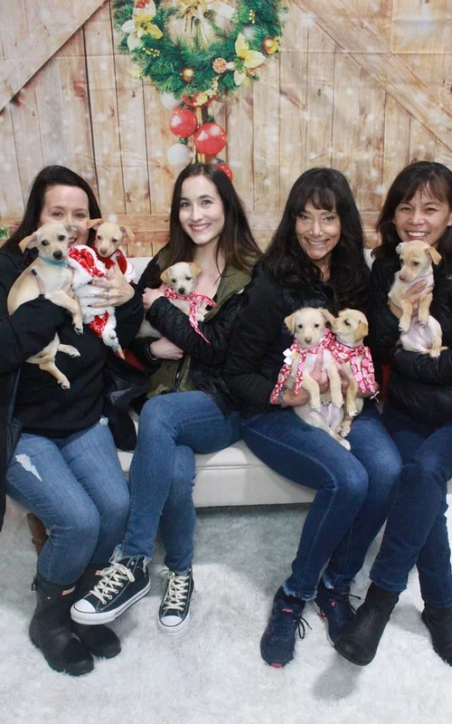 A Puppy Love corporate puppy love experience themed for the Christmas holiday!