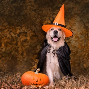 Top 10 Things To Look For In A Corporate Wellness Program 1 Puppy love™ cute puppy