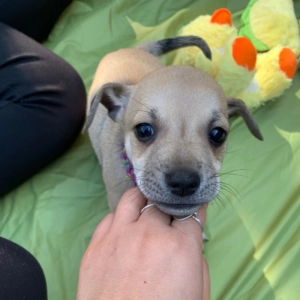How Pets Lower Workplace Stress And Anxiety 2 A very small puppy.