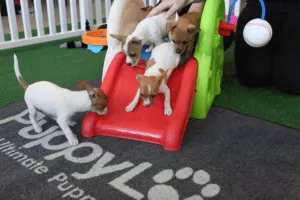 Why Dogs Make Us Smile 2 Puppies playing on a slide.