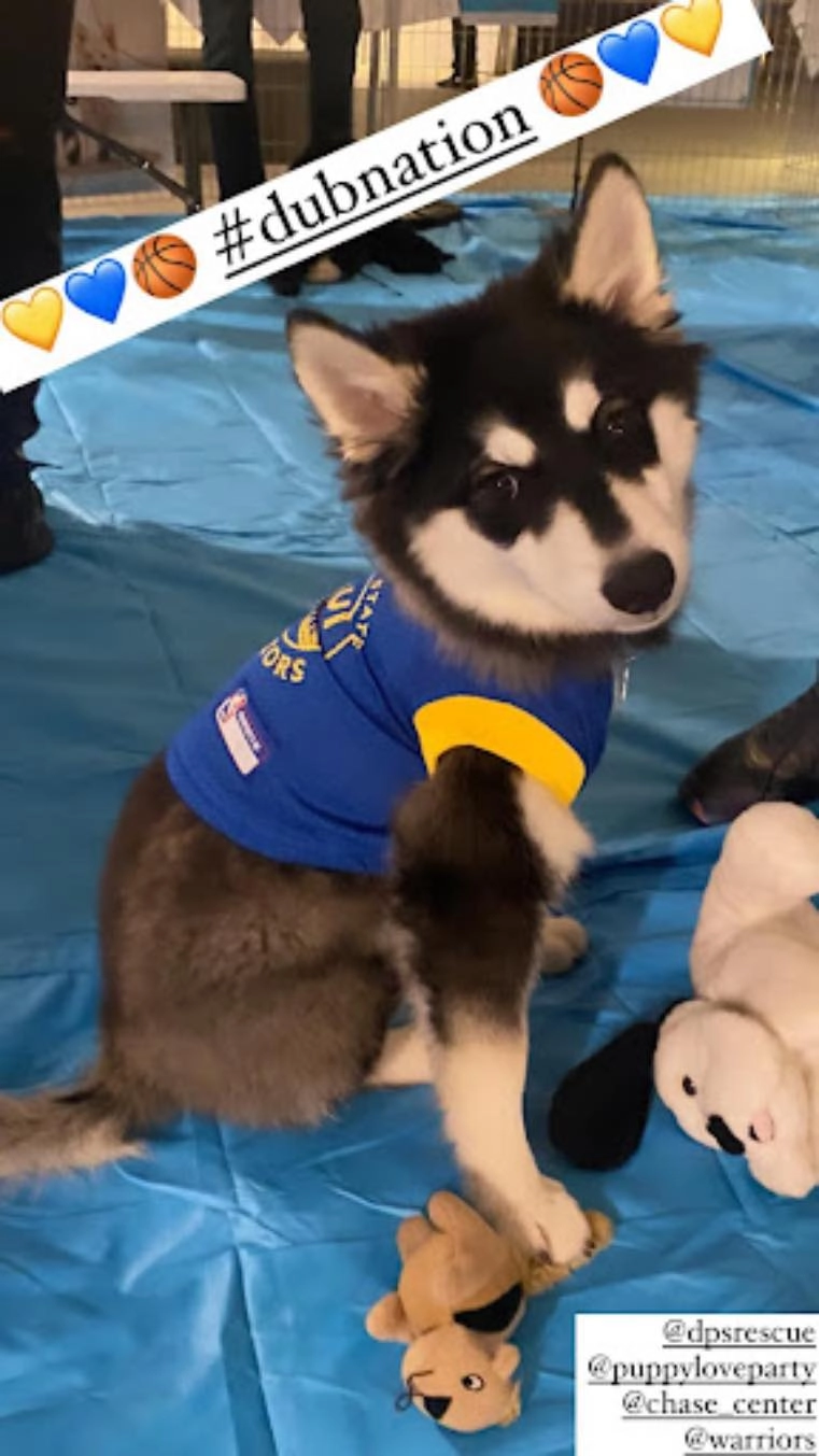 Warriors And Wagging Tails 1 This cute pup is social-media famous thanks to puppy love!