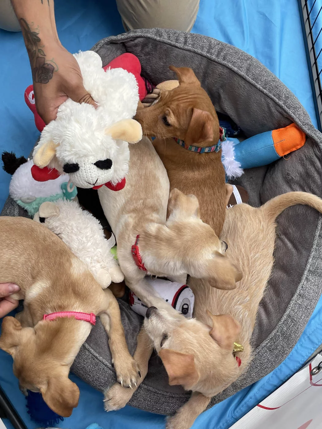 11 A basket full of puppy love™ puppies ready to be played with.