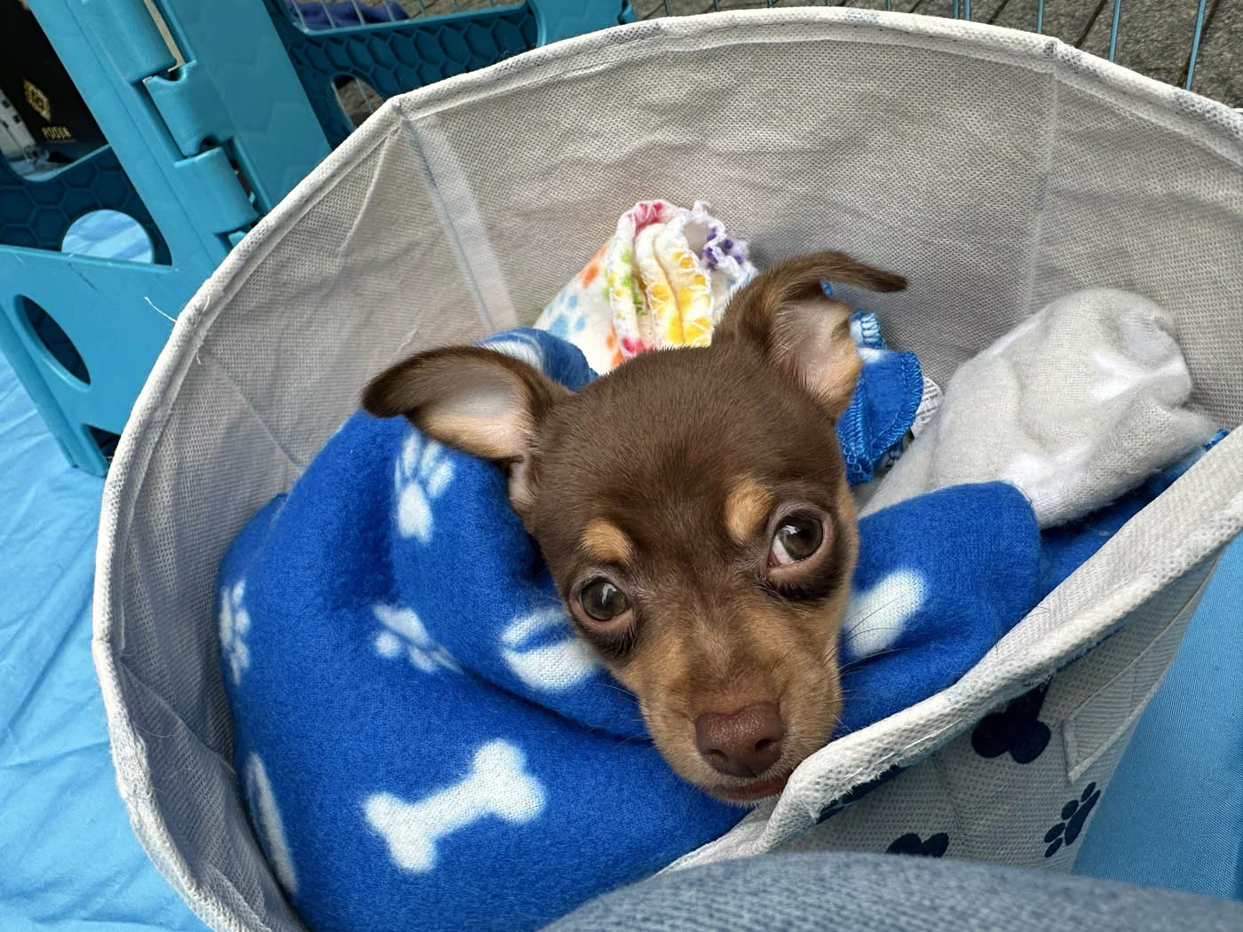 49 Puppy in a blanket