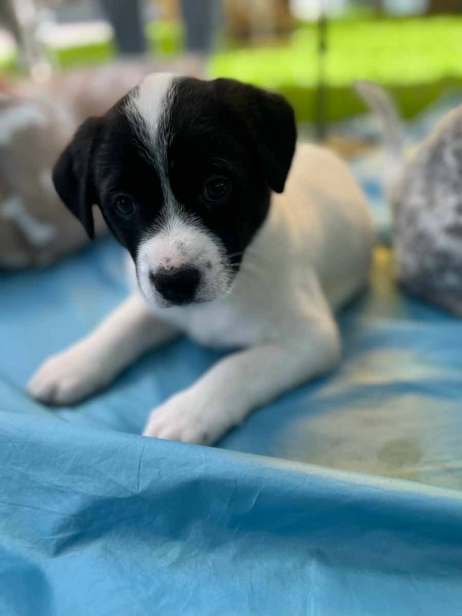 Ebay employees enjoying puppy love™'s wellness activities.