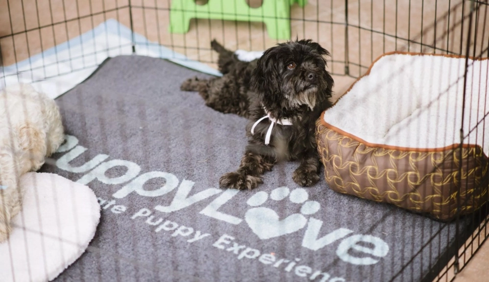 Puppy-Love-Banner (1) Cute puppy relaxing