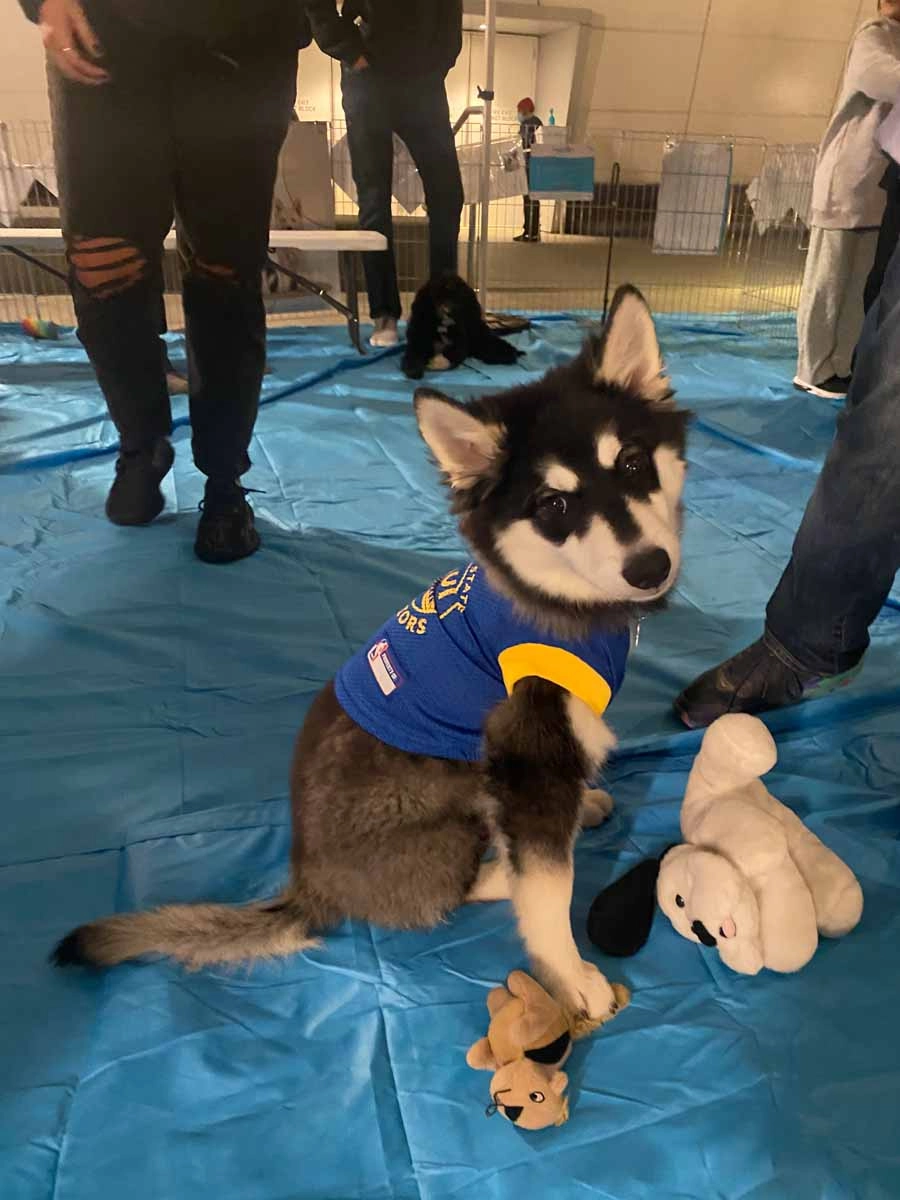 Sporting-020 A baby husky in a warriors uniform attending their professional sporting events.