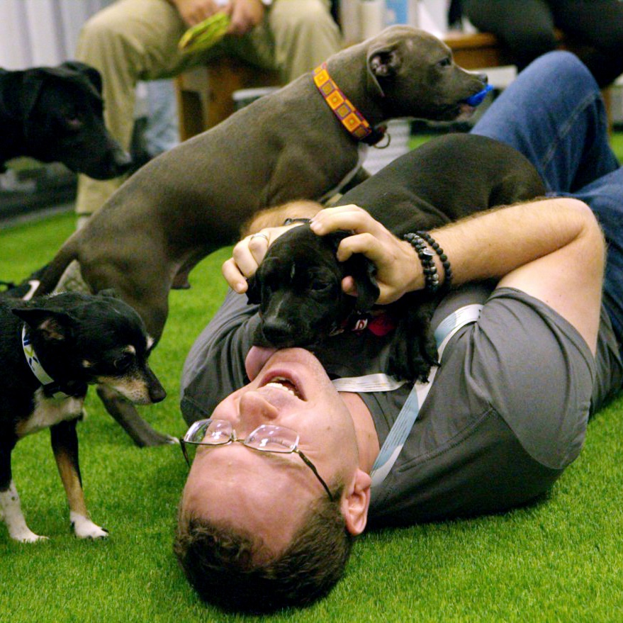 Man cuddling with puppies at corporate event
