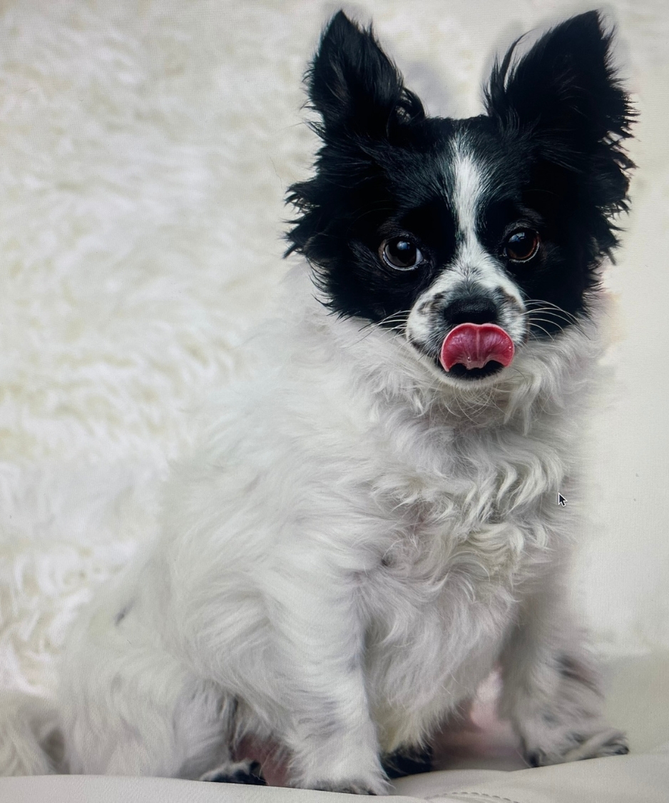 Bo The Puppy Puppy love™'s founder sabrina freed's bo - the most lovable, adorable dog who craves affection
