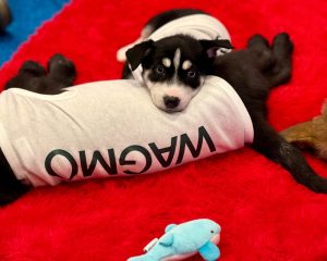 Adorable German Shepherd and Blue Heeler mixes, straight from the heart of Las Vegas’s beloved rescue, Wagging Tails