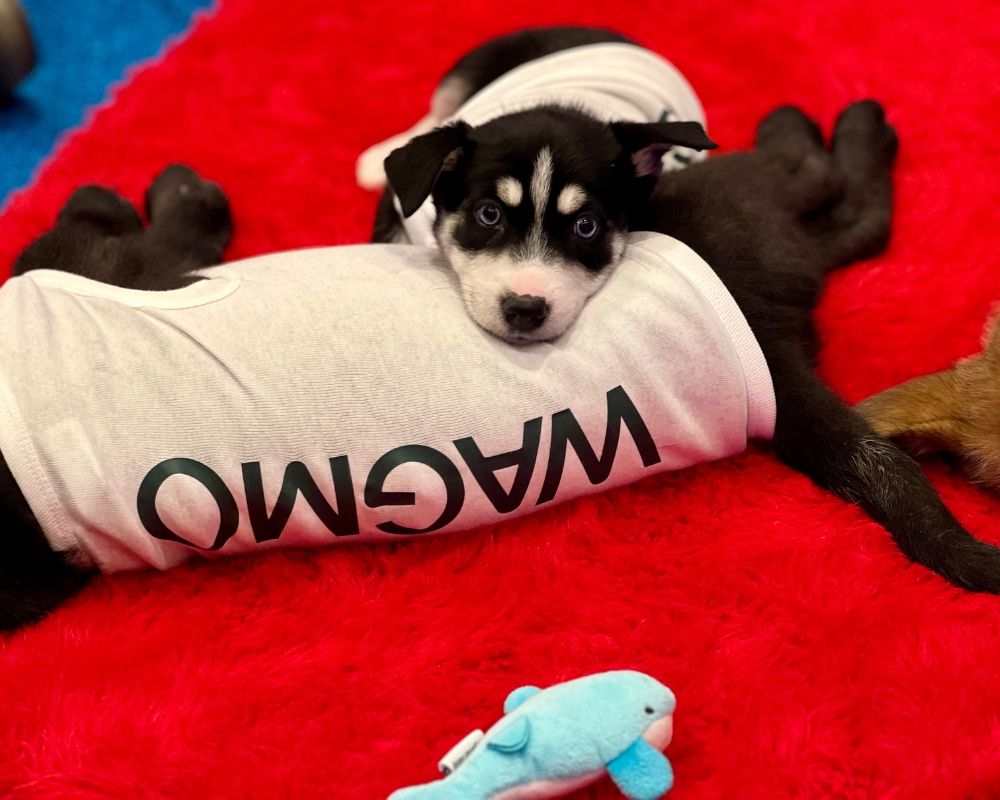 Adorable German Shepherd and Blue Heeler mixes, straight from the heart of Las Vegas’s beloved rescue, Wagging Tails