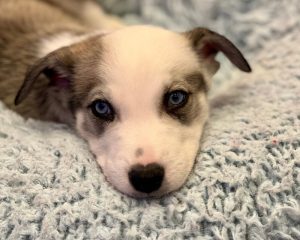 puppy love brings joy
