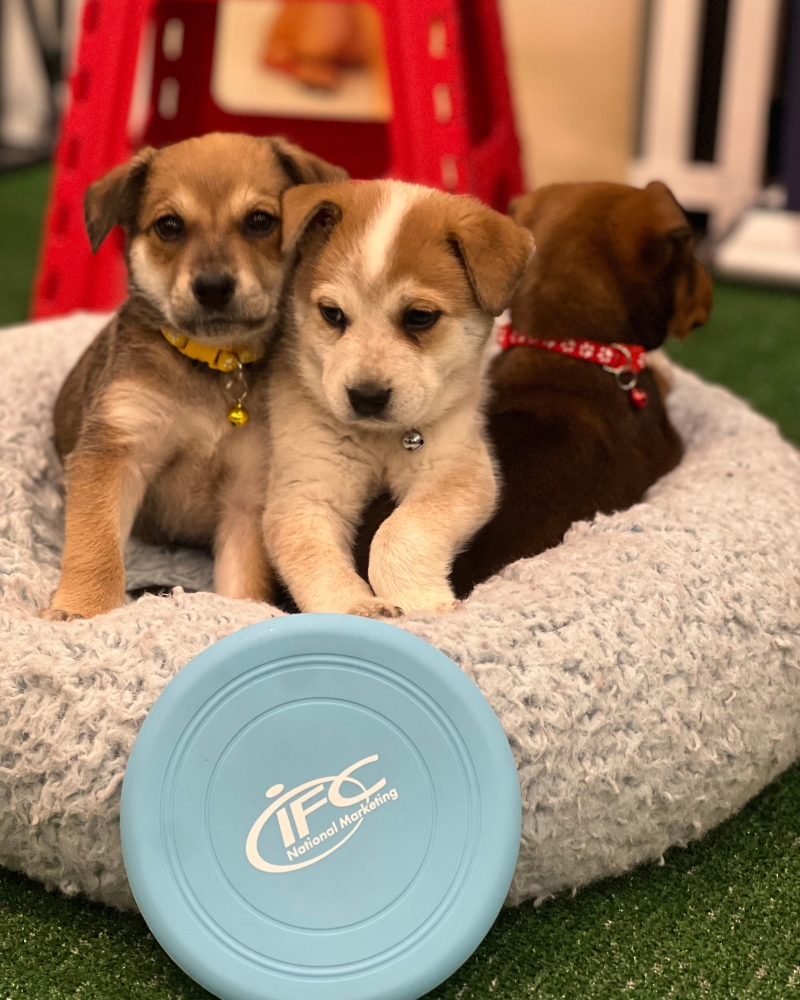 IFC National Marketing's charming puppy dog swag to bring home to furry family members