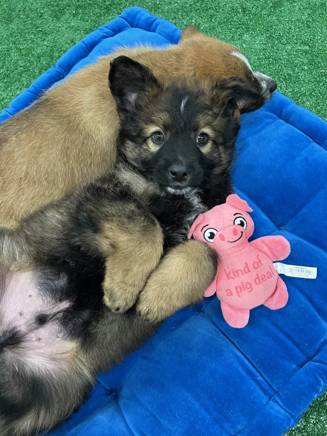 An adorable pup playing with a piggy toy on its back - learn activities for you and your dog with Puppy Love.