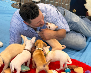 12 Reasons To Book Puppy Love For Team Building Activities 1 Pet friendly workplaces - puppy love