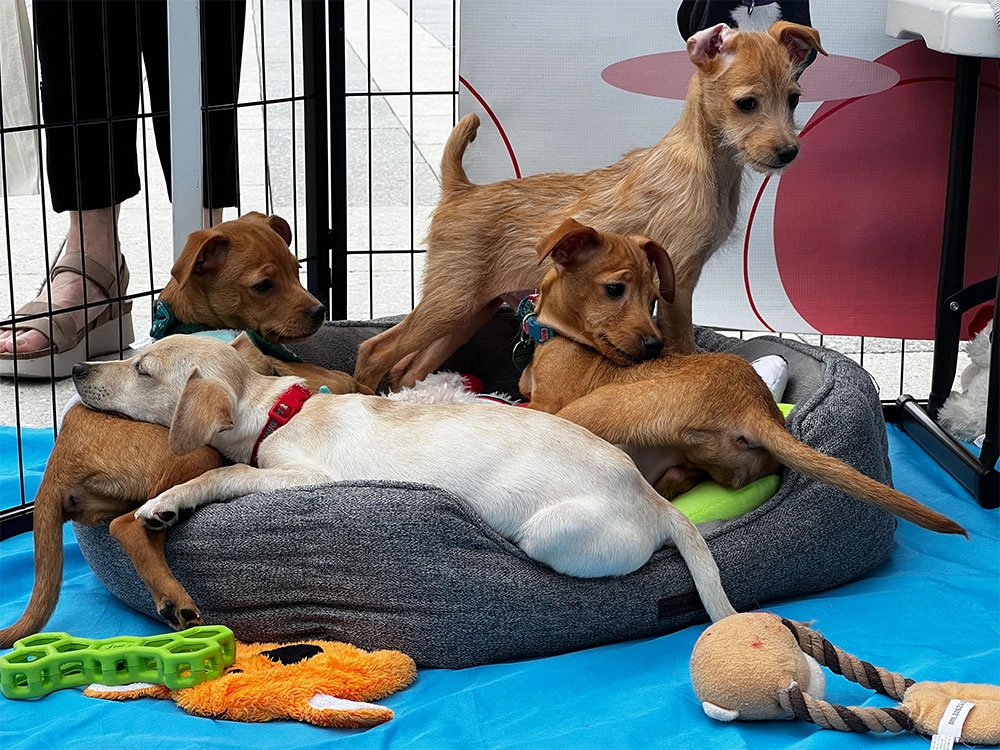 Adorable Puppy Love puppies ready to cuddle and be cuddled!
