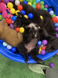 Why puppy playtime might be the secret sauce to high-performing teams 1