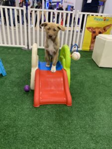 Why puppy playtime might be the secret sauce to high-performing teams 3