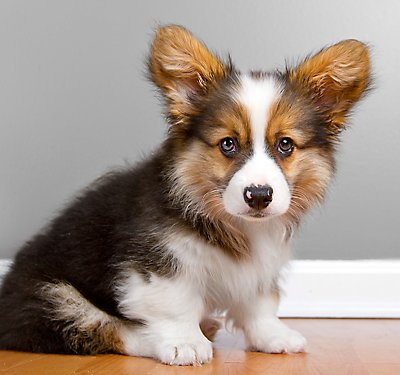 Arthmb-Pottytrainingyourpuppy-20160818 Arthmb-pottytrainingyourpuppy-20160818