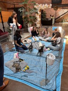 Puppy power and appreciation: why your team needs more than a pat on the back 6