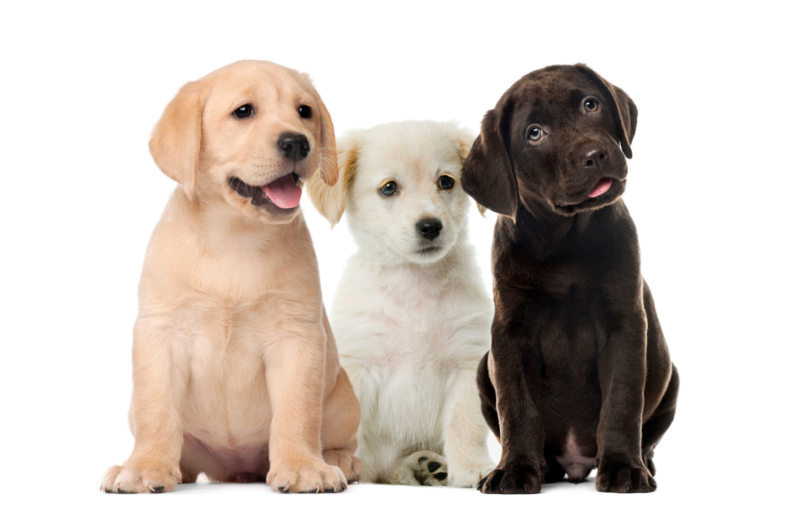 Groups Of Dogs, Labrador Puppies, Puppy Chocolate Labrador Retri Groups of dogs, labrador puppies, puppy chocolate labrador retriever, in front of white background