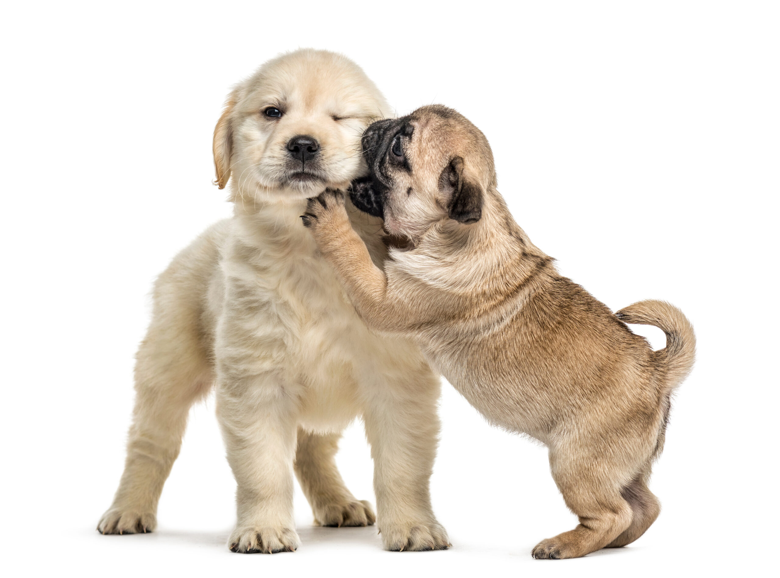 Retriever And Pug Puppies Playing Together, Isolated On White Retriever and pug puppies playing together, isolated on white