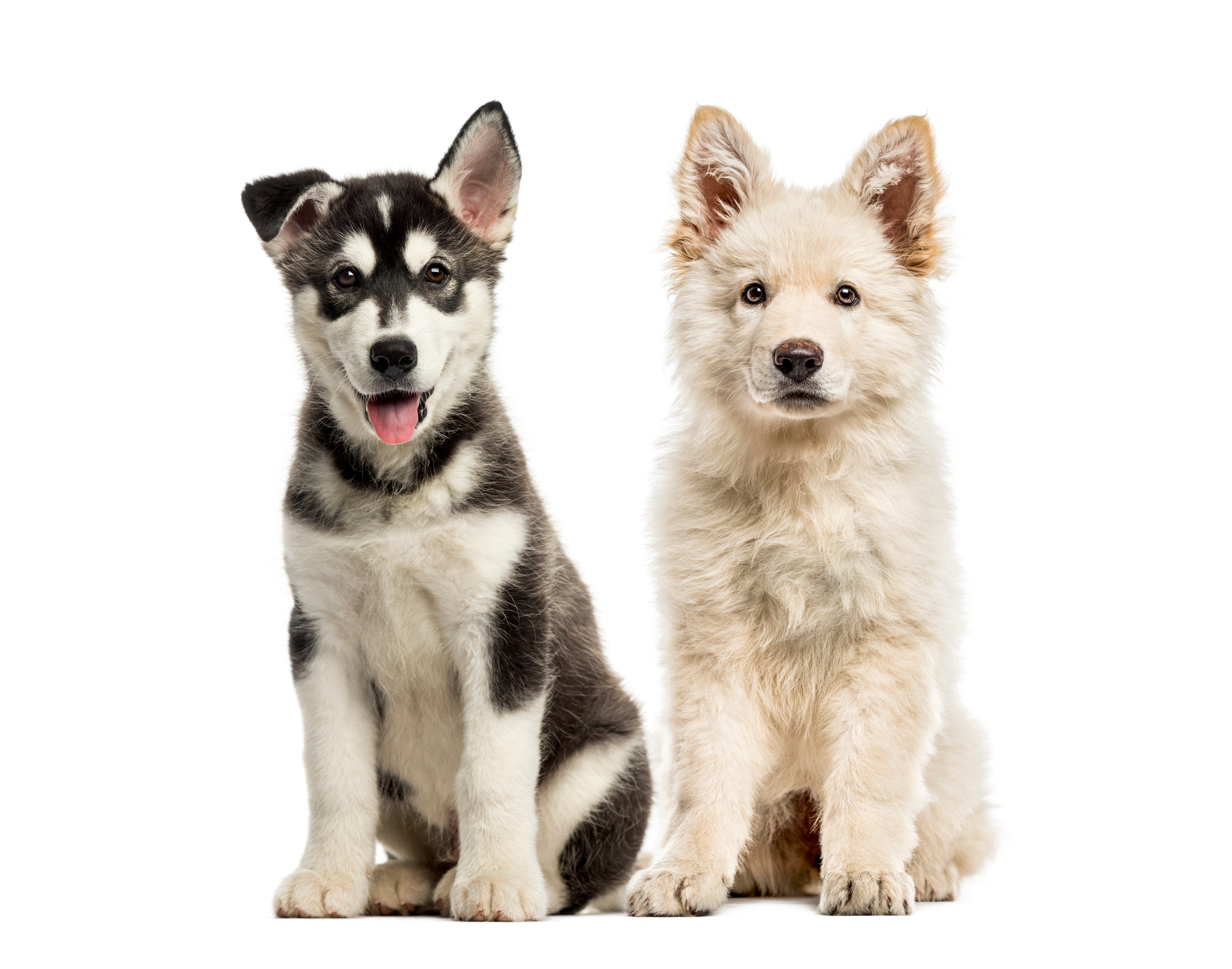 White Swiss Shepherd Puppy, Husky Malamute Puppy, In Front Of Wh White swiss shepherd puppy, husky malamute puppy, in front of white background