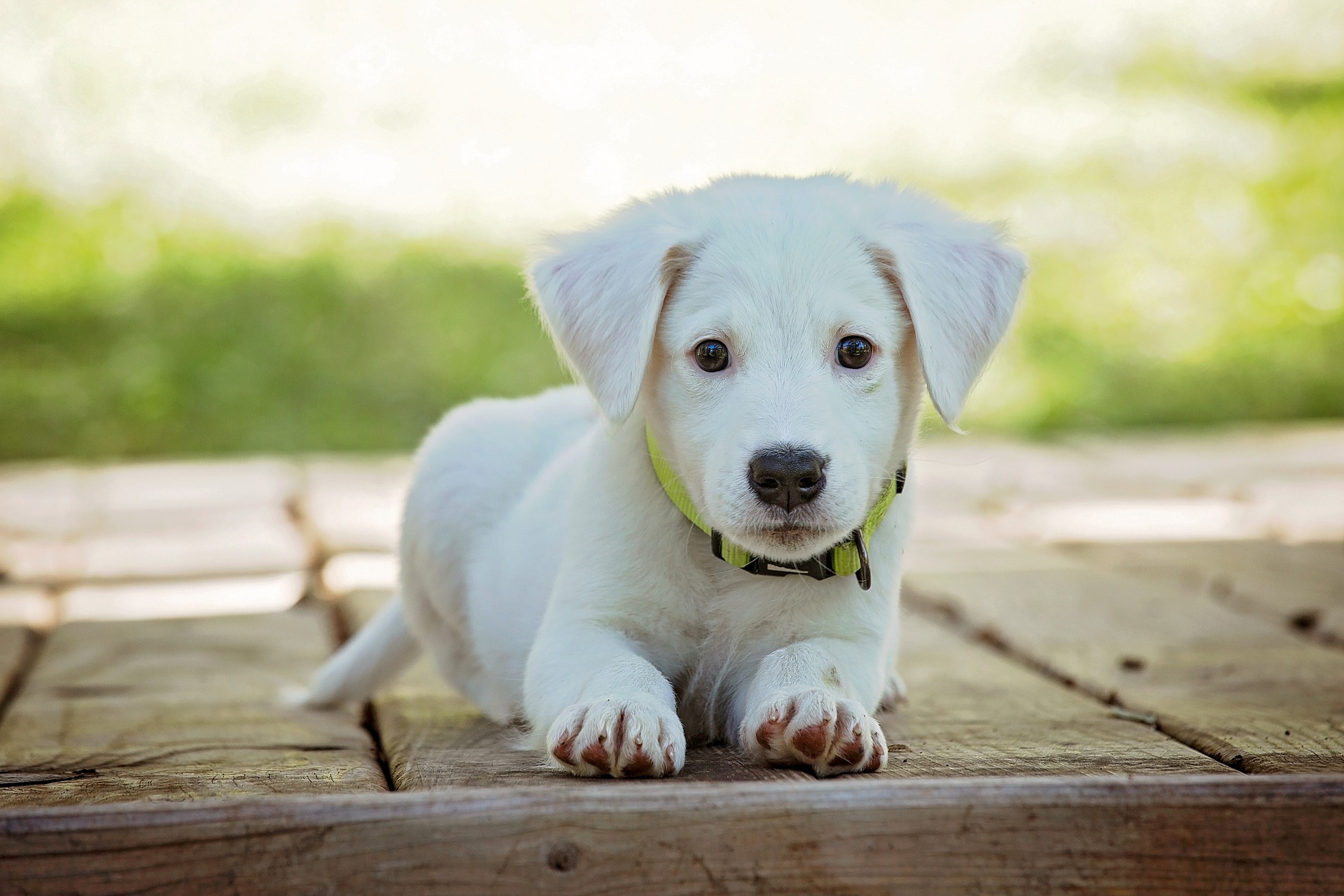 Puppy-1903313_1920 Puppy-1903313_1920