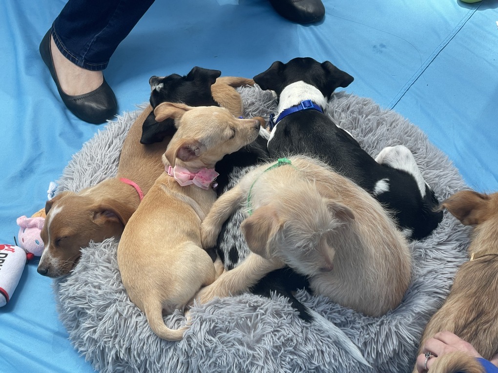 Professional sporting events