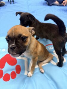 Create a puppy wellness space at your office that actually works 2